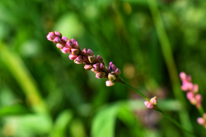 #plant