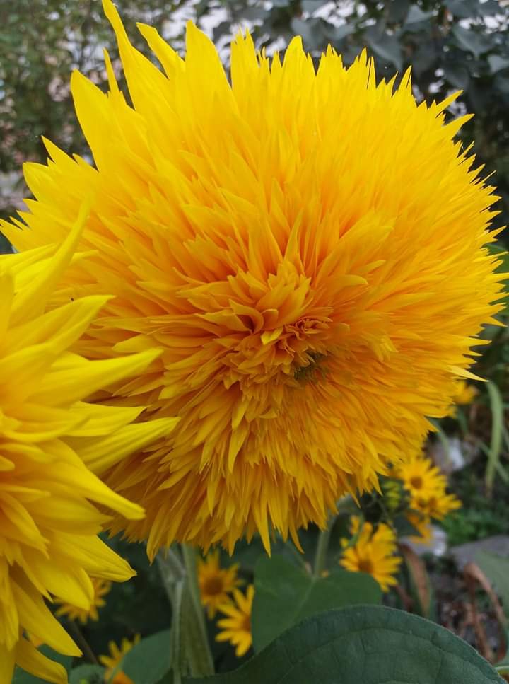 Yellow flower/Sunflower :)