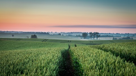 ταπετσαρίες plain, Field