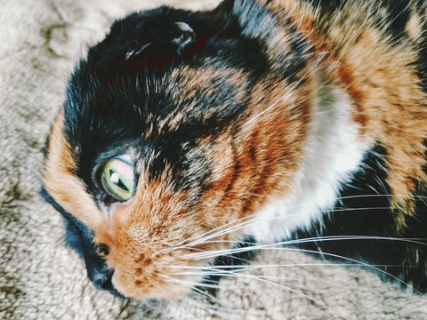 Dusya