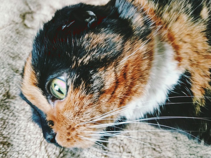 Dusya