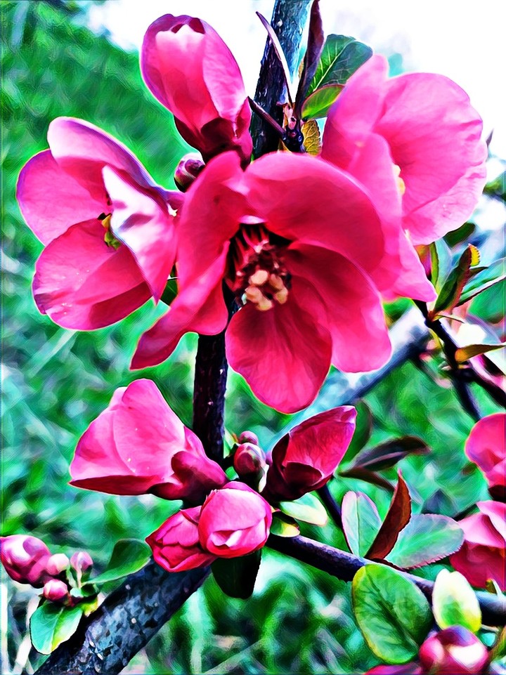 flowers , цветы, весна