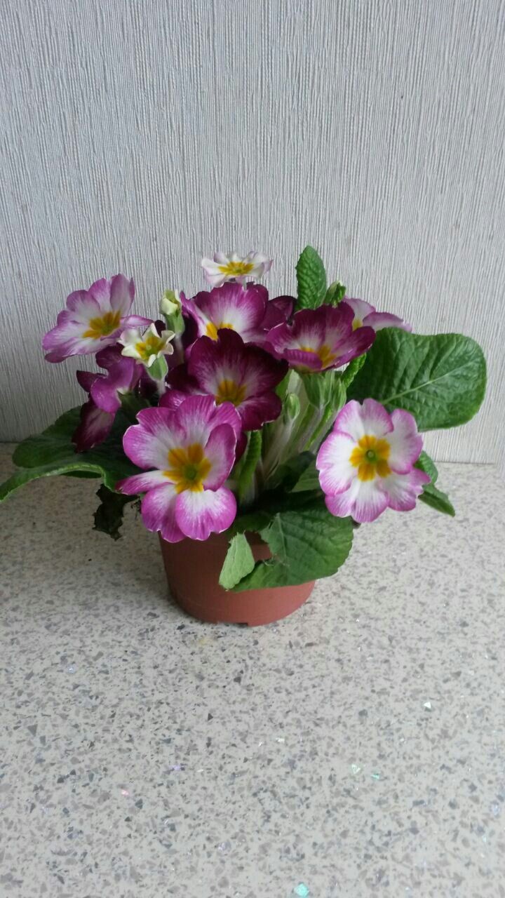 Cute Flowers