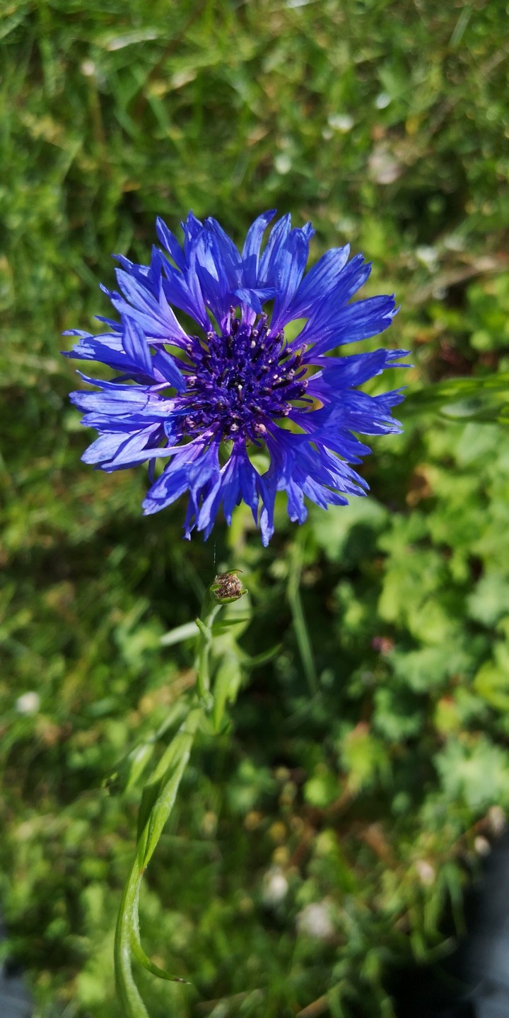 Kornblume