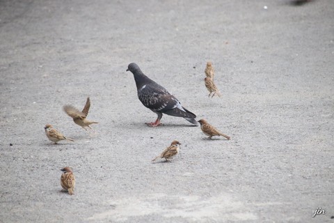 fondos de pantalla beak, feather