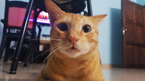 cat