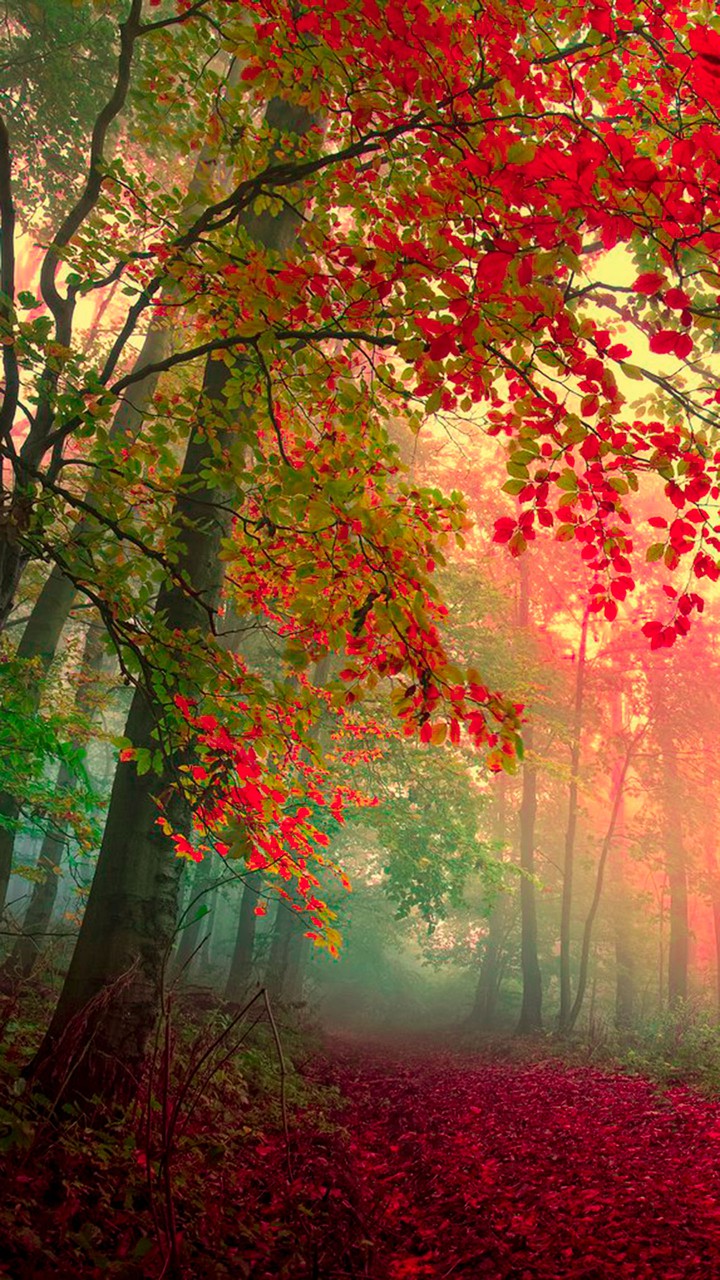 leaf falling