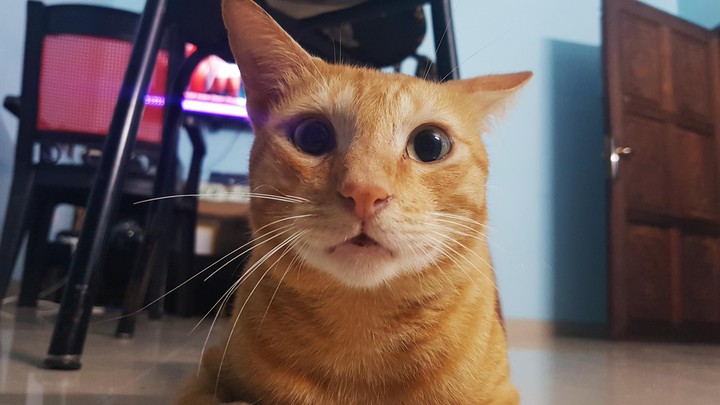 cat