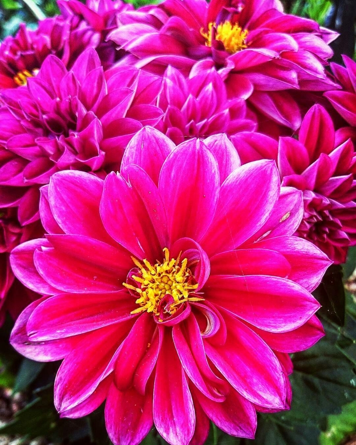 Chrysanthemen