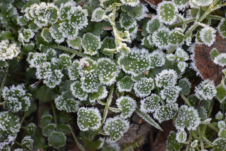 Frozen leafs