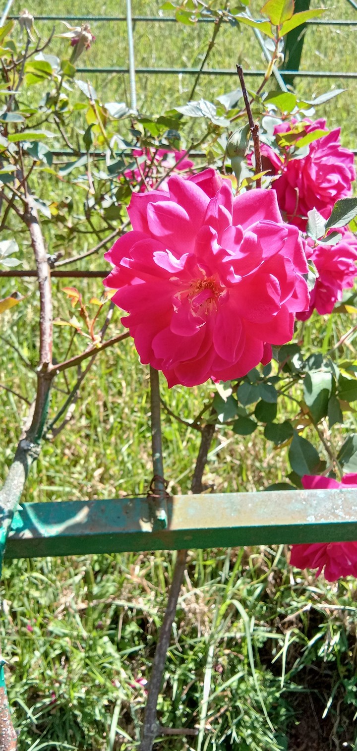 rose garden