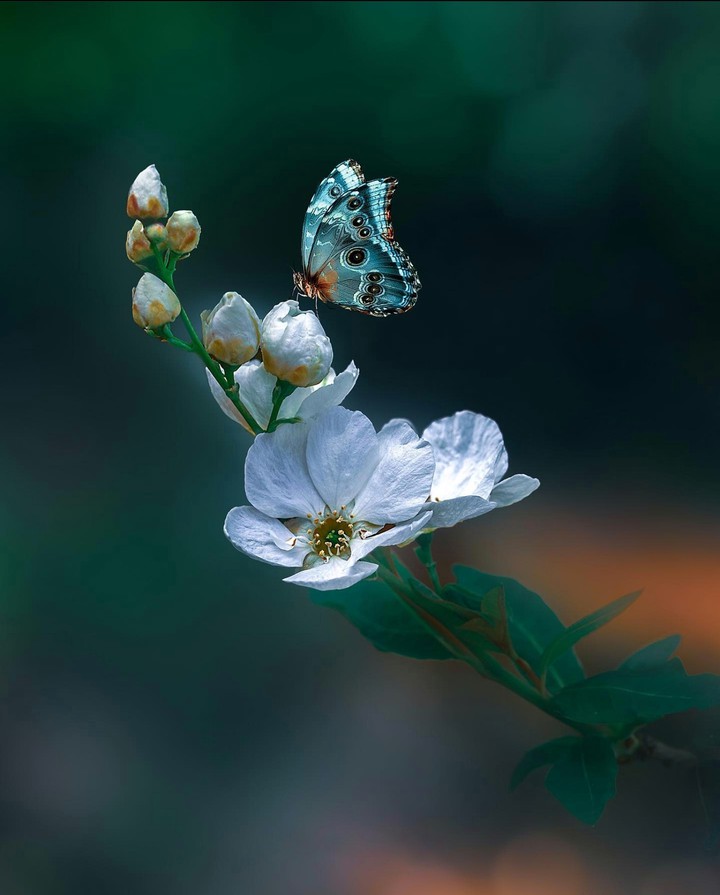 Blossom & Butterfly