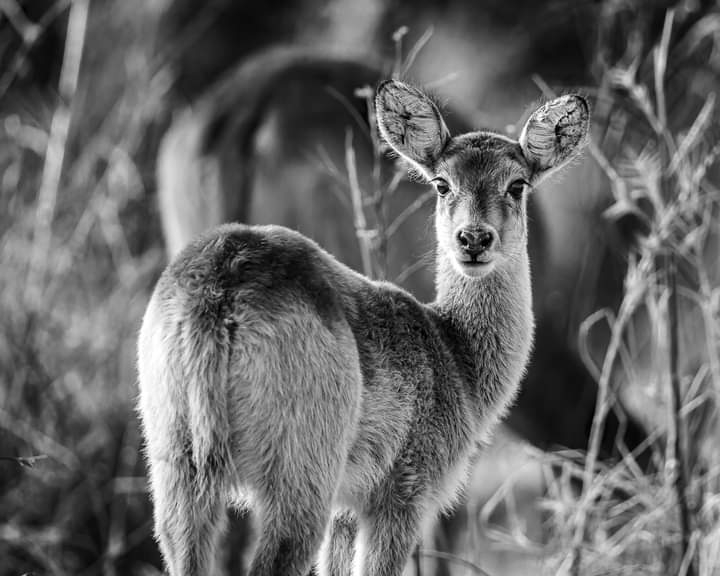 Deer
