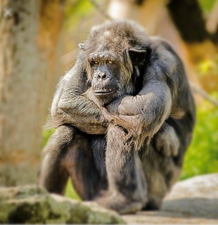 Affe