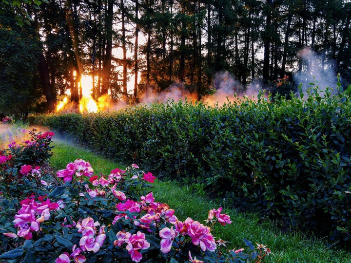 Magic garden