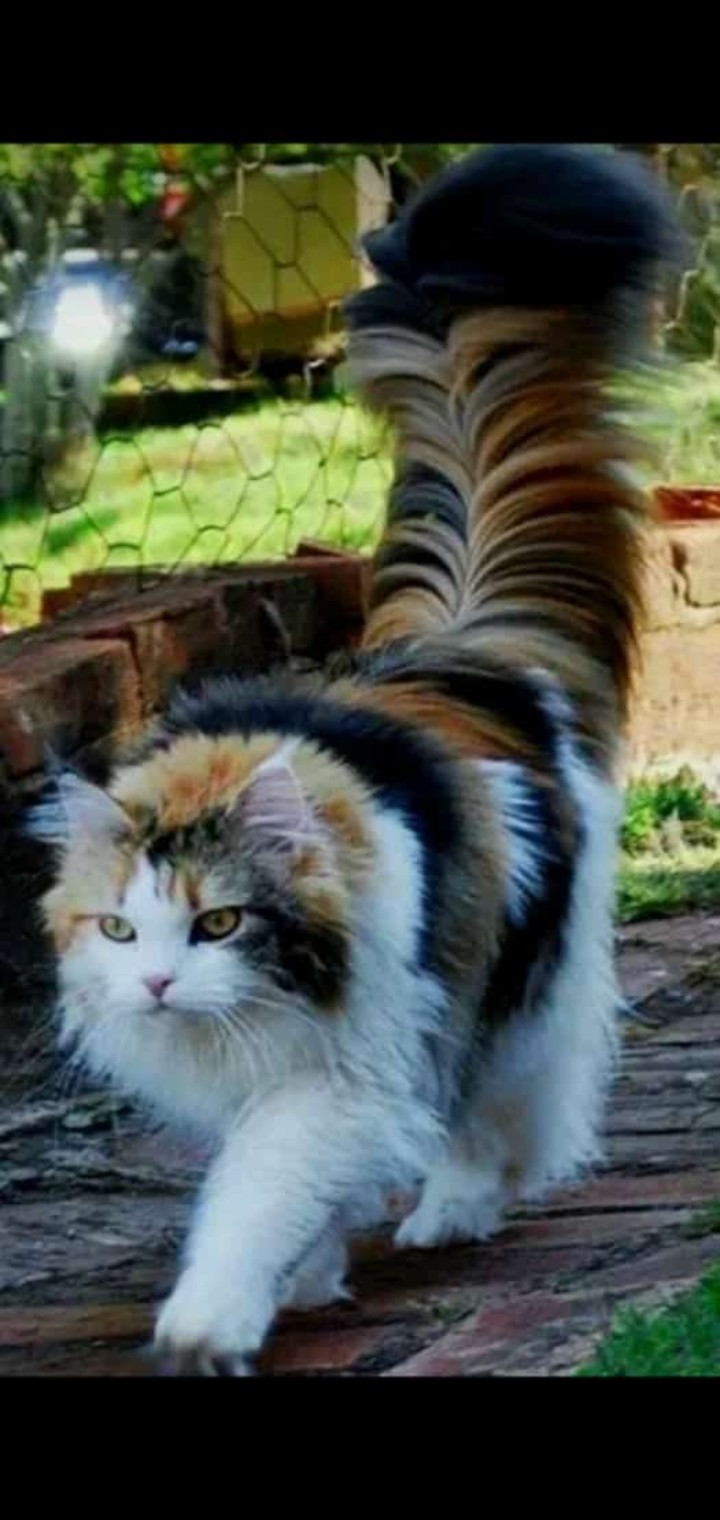 cats tale