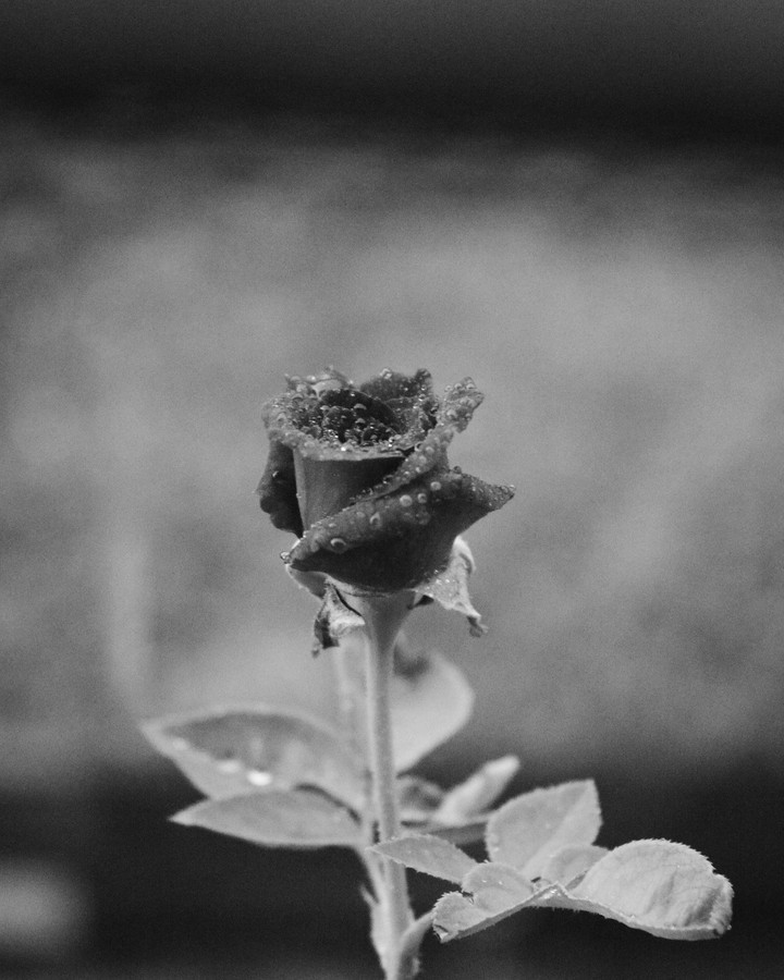 rose