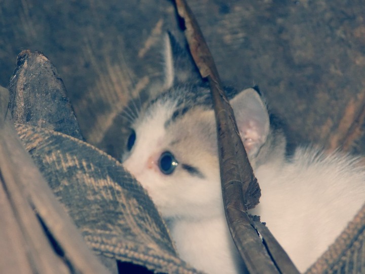 Kitten