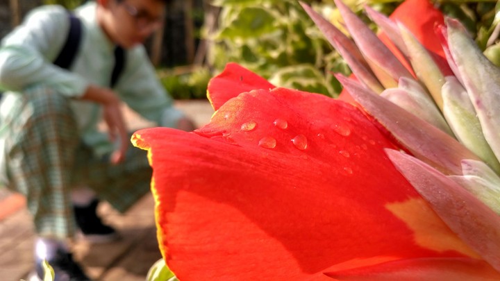 robbing flower