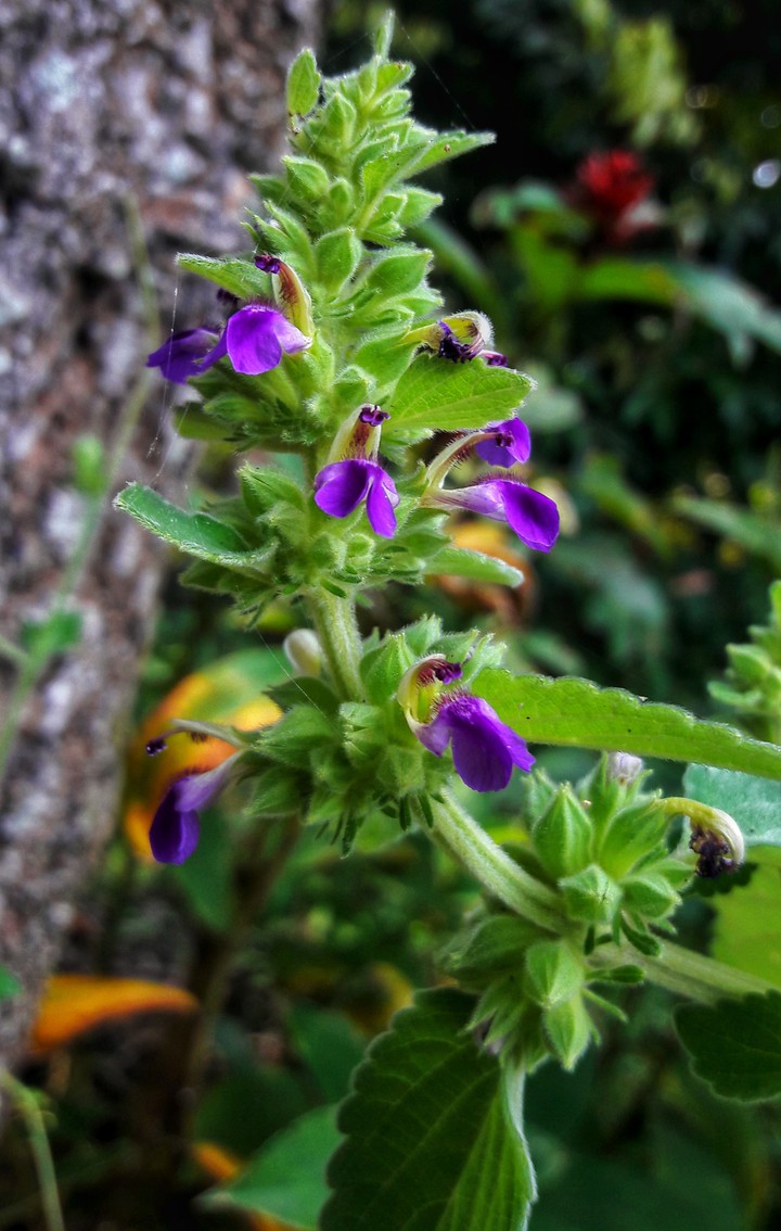 flowers