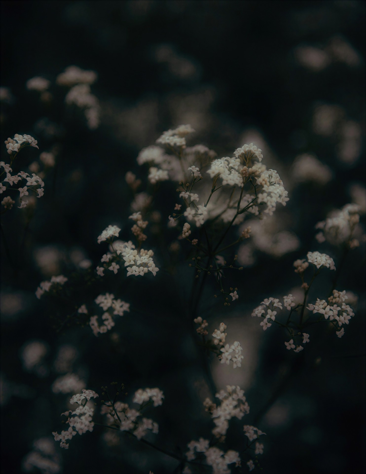 savanna, umbellifers duvar kağıtları