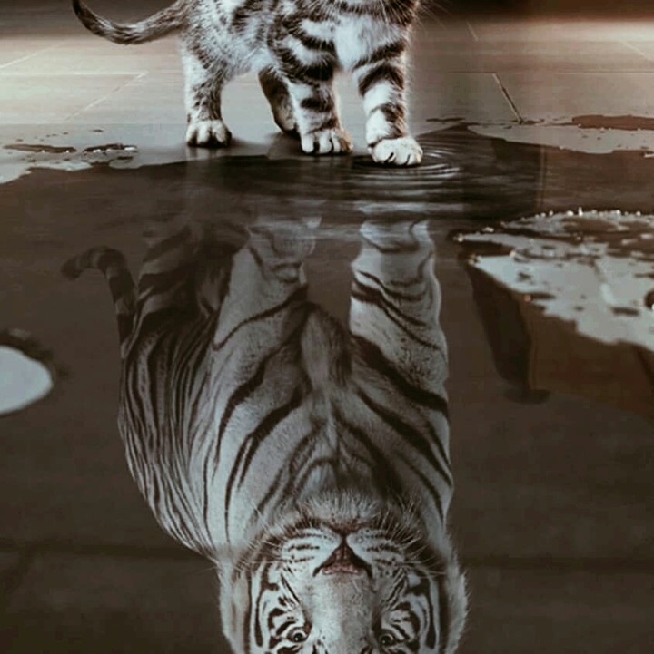 tigercat