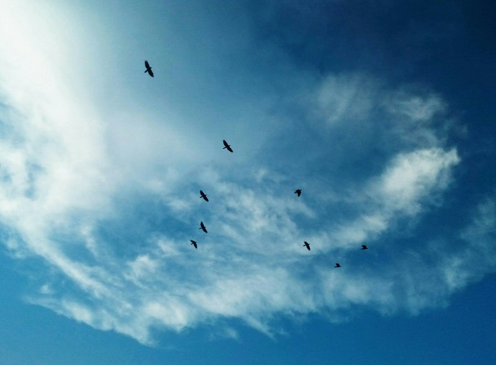Fresh Sky