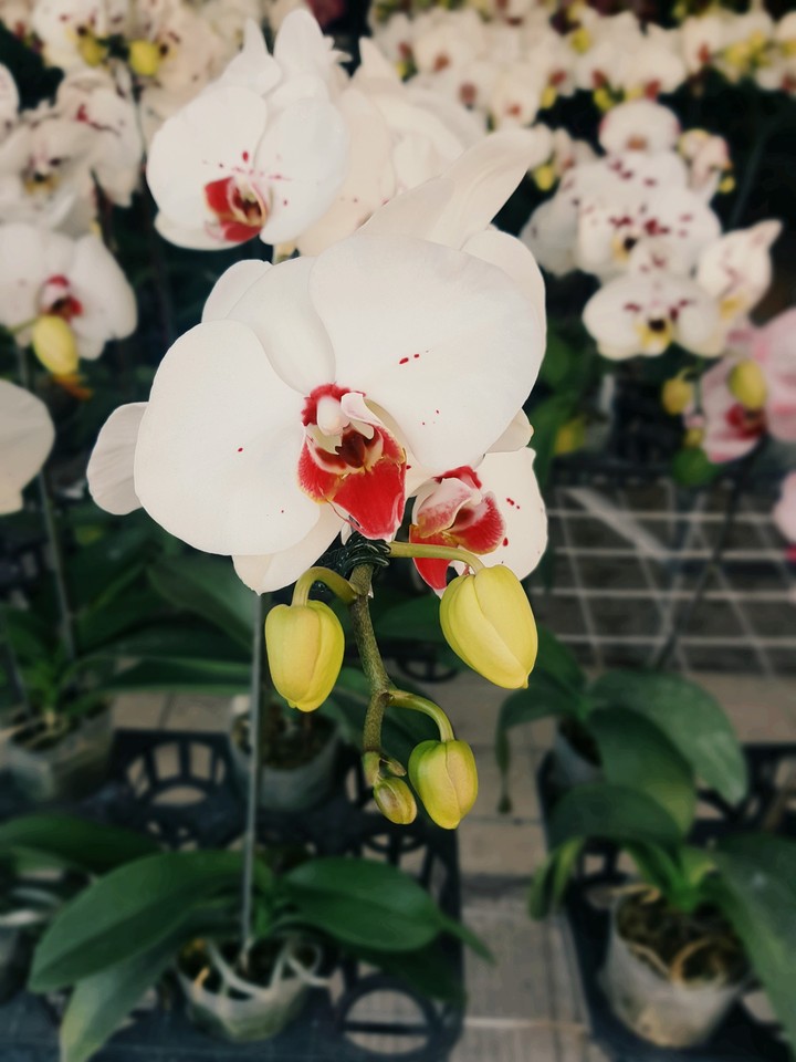 orchid