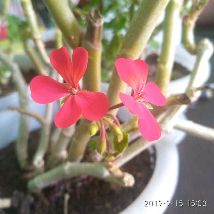 flower