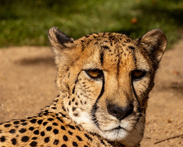 panther