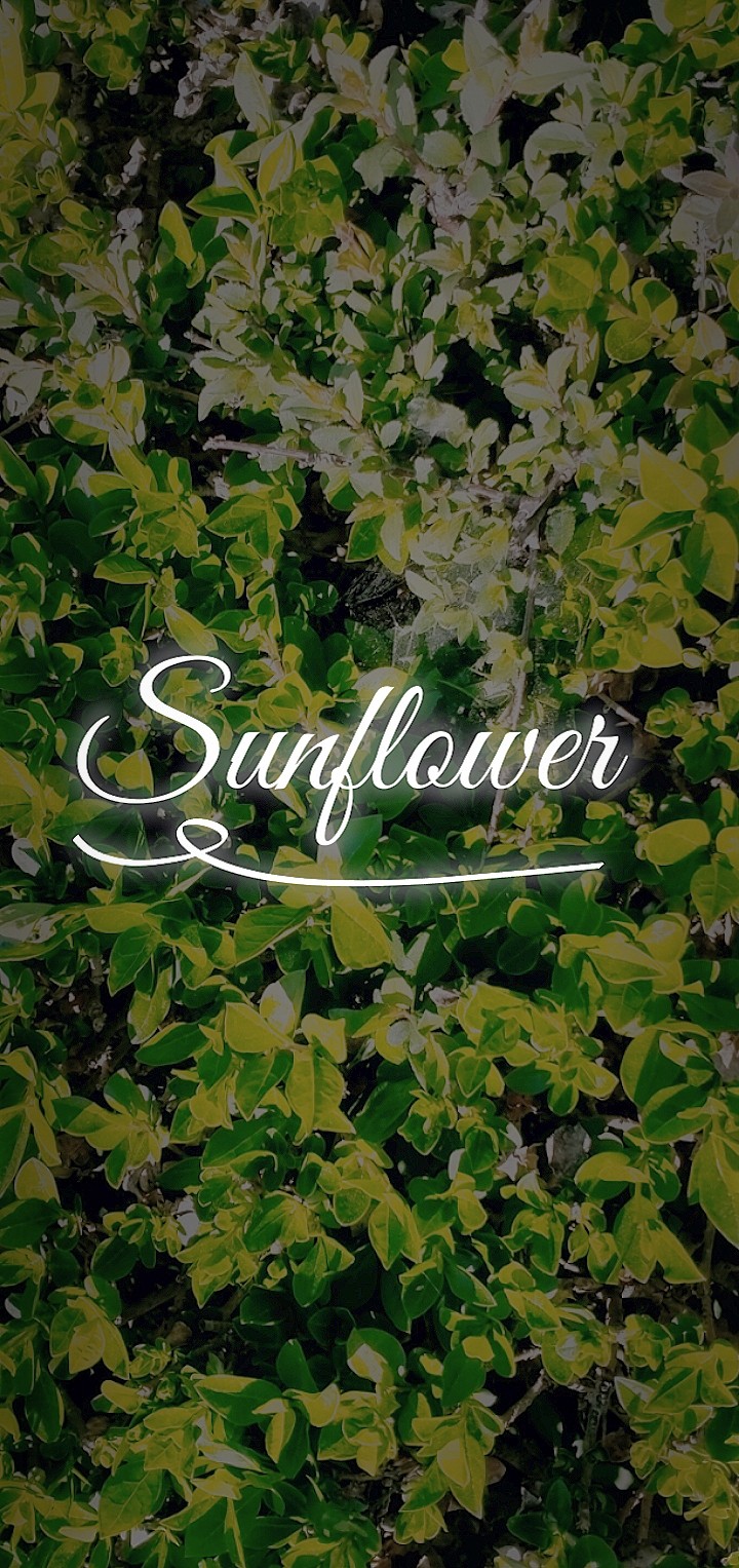 sunflower