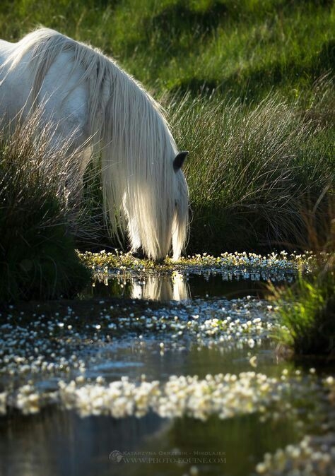 horse