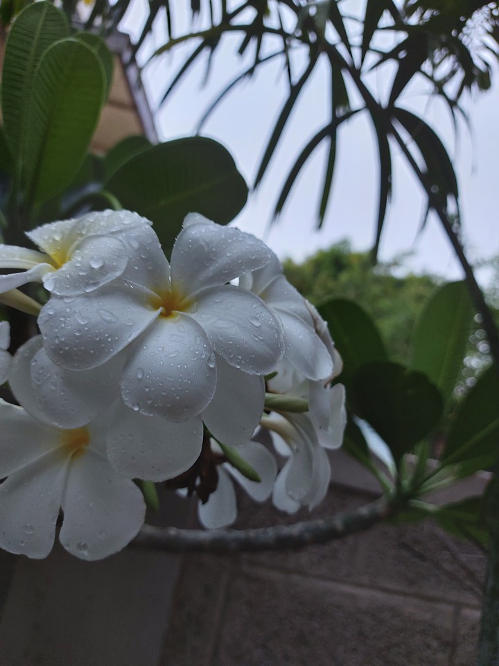 raindrops
