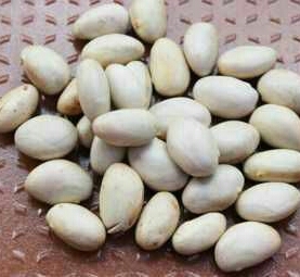 jackfruit seed