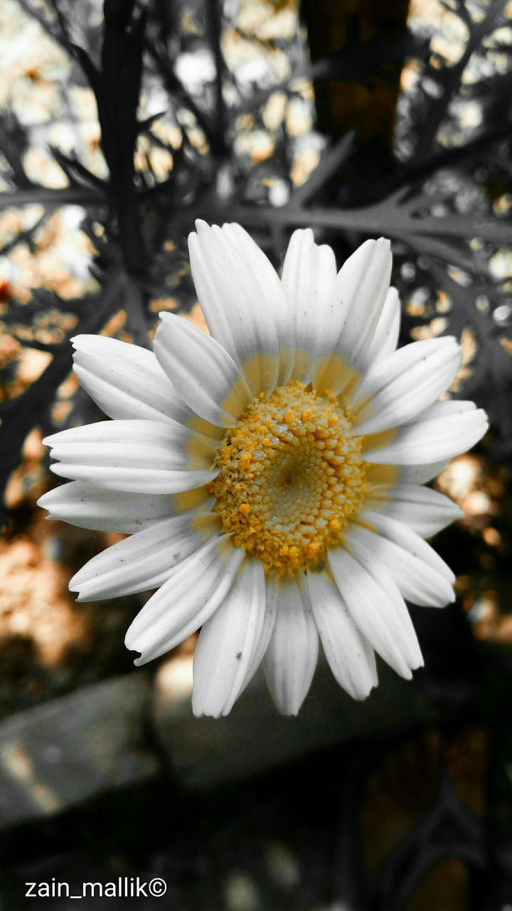 White