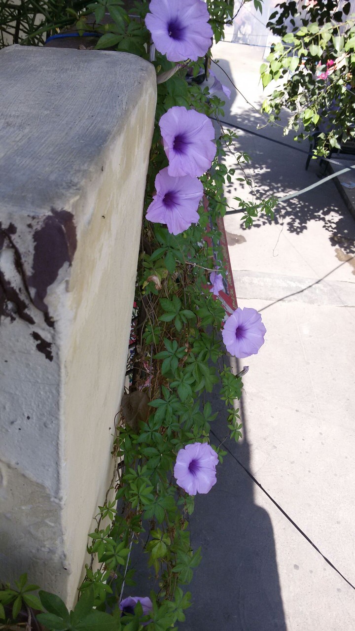 flowerss.