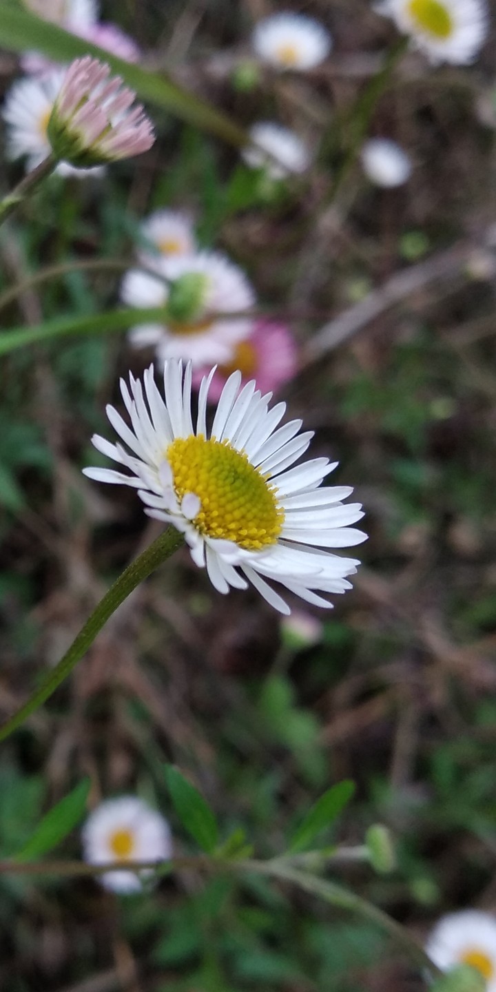Flower Wallpaper