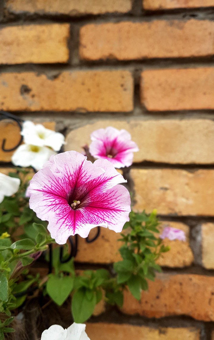 Flower Wall