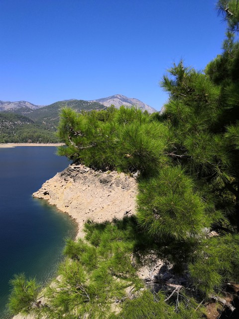 turkey