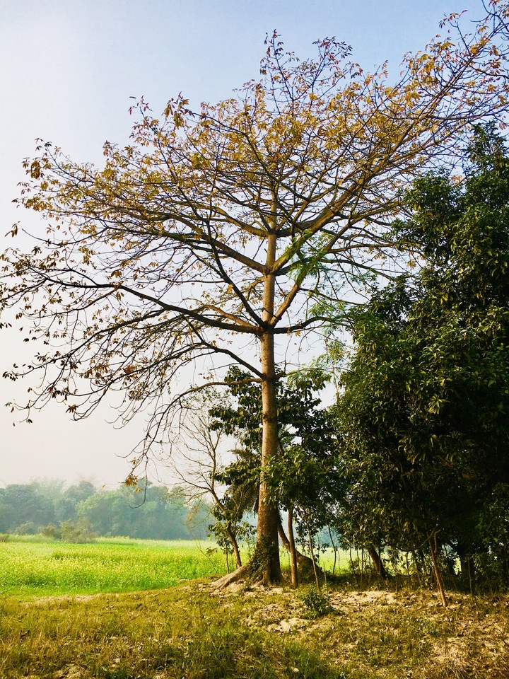 tree