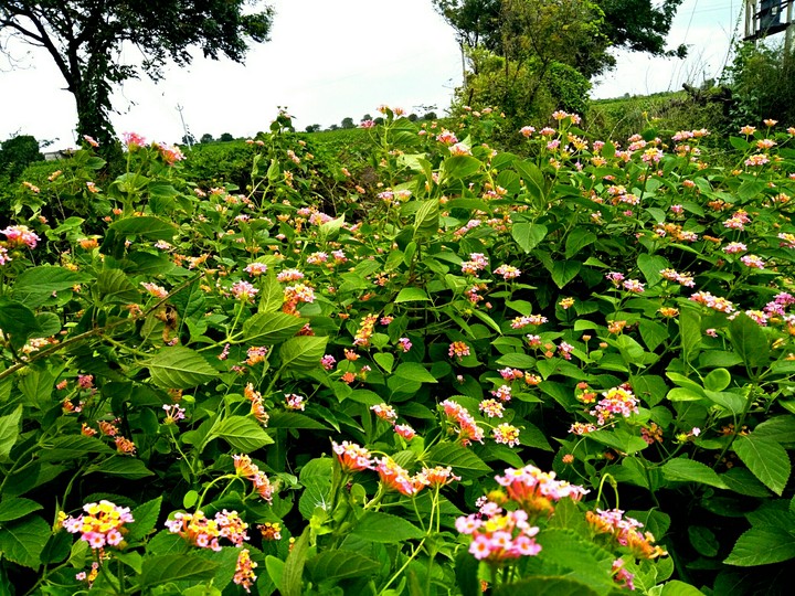 flowers