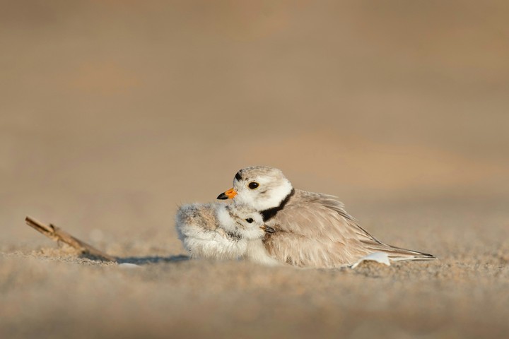 aww *-*
