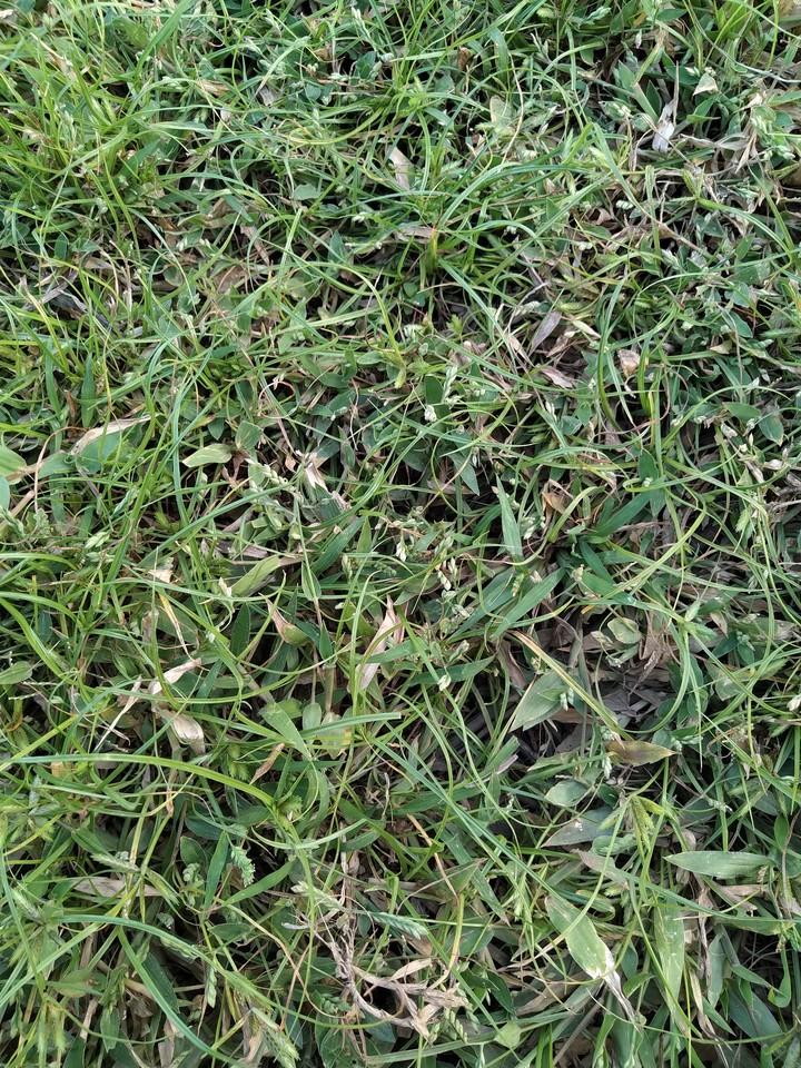 Grass in our Playground.