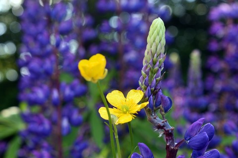 sfondi grass, violet