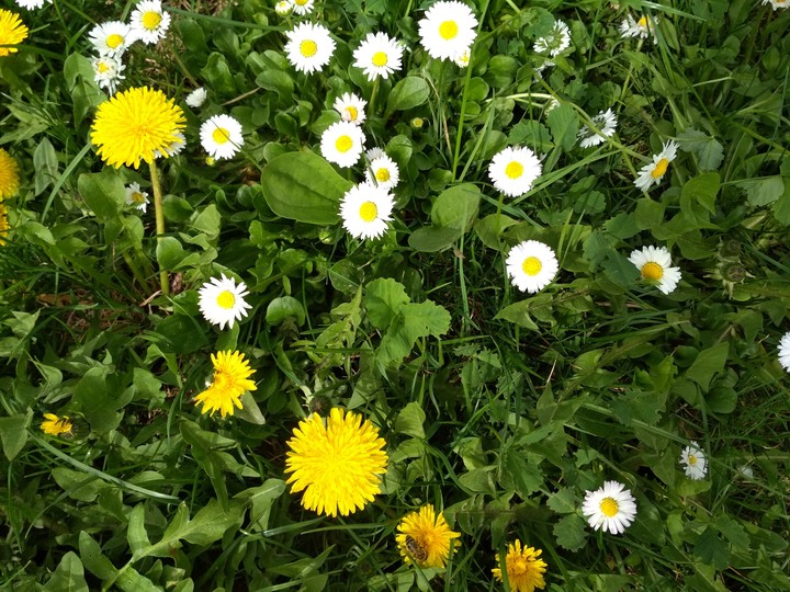 spring