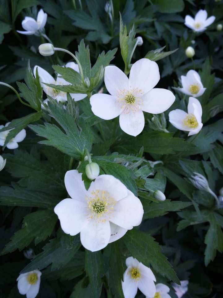 White flowers