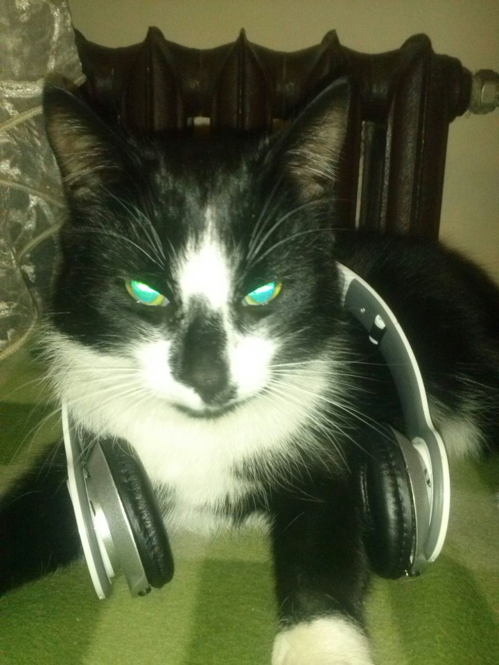 Cat and music