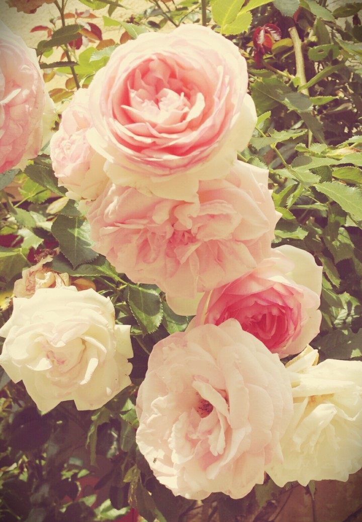 장미