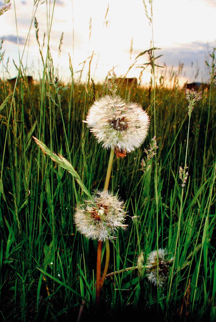 dandelion
