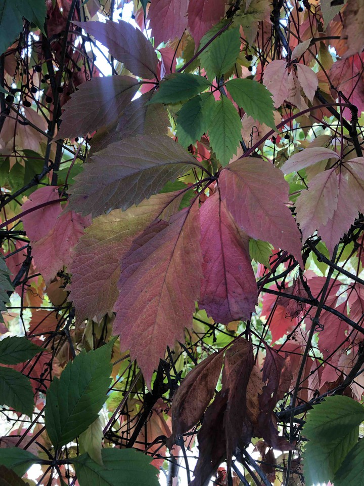 autumn leaves